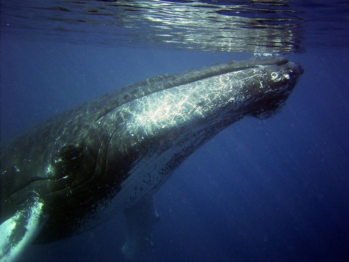 Как экскременты китов помогают нам дышать