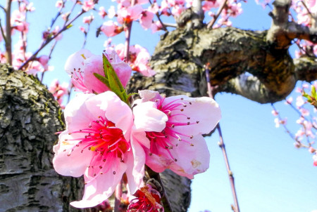 Цветы персика ― украшение крымских садов