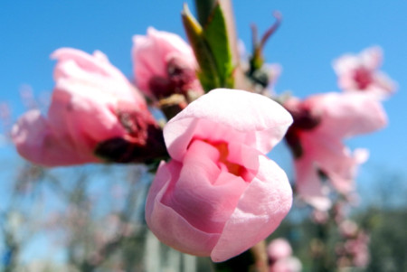 Цветы персика ― украшение крымских садов