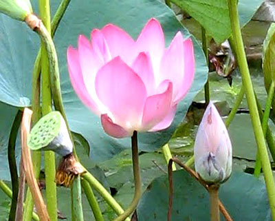 Семь цветков, используемых в китайской медицине