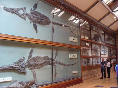 Древние морские чудовища: окаменелые скелеты ихтиозавров найдены в Великобритании