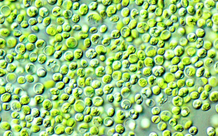 Хлорелла – сверхполезная зеленая водоросль