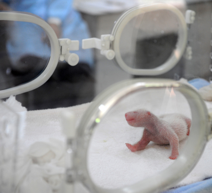 В Китае родился первый в этом году детёныш панды