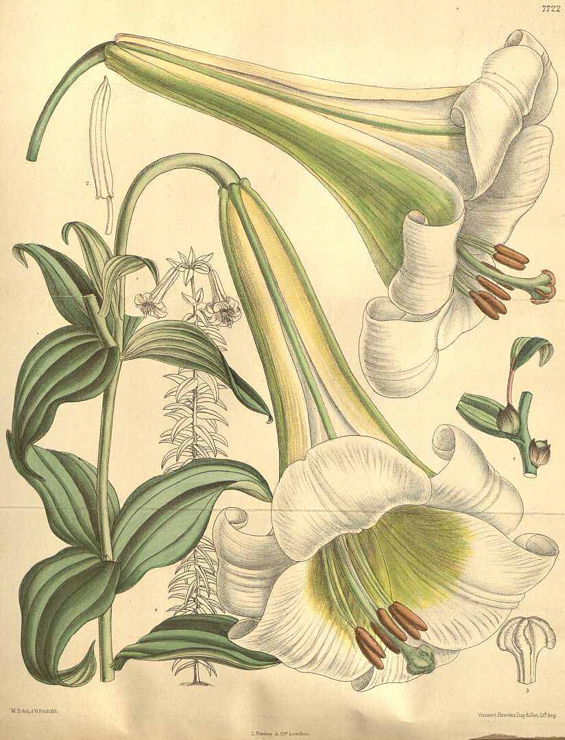 Белая лилия ― геральдический символ и лекарственное растение