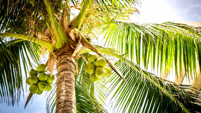 8 причин добавить кокос в диету