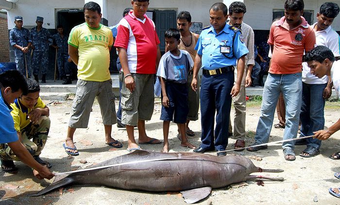 В Китае появился речной дельфин, считавшийся вымершим