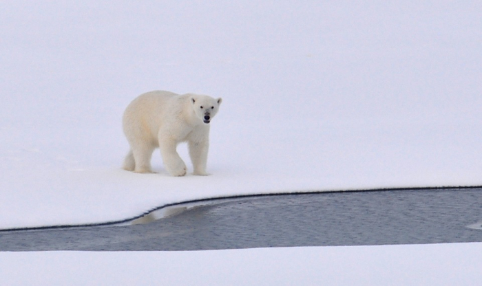 Китай участвует в переговорах о промысле в Арктике