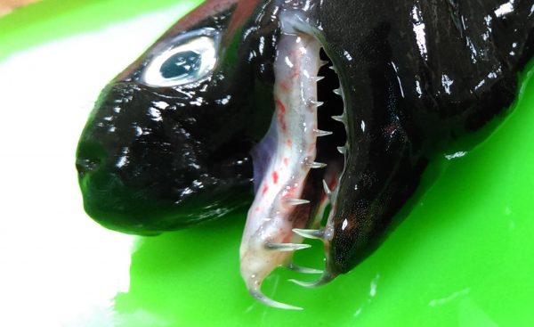 Акул-гадюк, похожих на монстра из «Чужого», выловили у побережья Тайваня