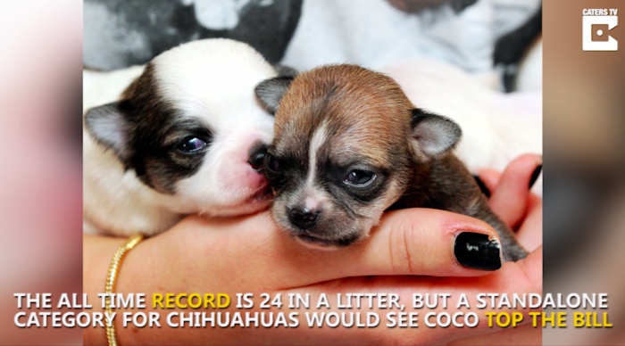 Родить 5 щенков для чихуахуа — редкость. Но 10 — это рекорд!
