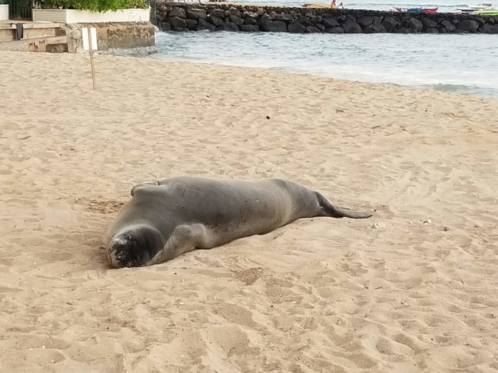 Сотрудники гавайского пляжа призвали отдыхающих не беспокоить спящего тюленя. В поисках тишины он зарылся головой в песок