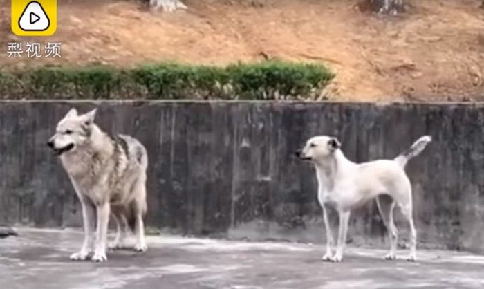 Посетителей зоопарка в Китае возмутила надпись «Волк» на клетке, где бегала собака. И это история любви, а не обмана!