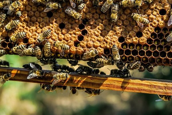 Голливудский актёр Морган Фримен приютил у себя на ранчо пчёл, потому что от них зависит 80% растительной пищи