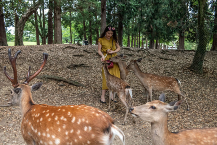 Знаменитые ручные олени японского парка Нара погибают из-за туристов?