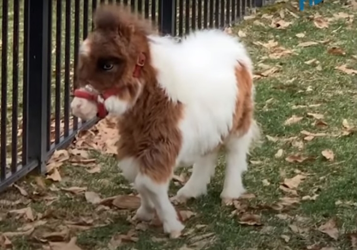 (Видео) Лошадка из-за болезни оказалась ростом с собаку. Но это сделало её невозможно очаровательной!