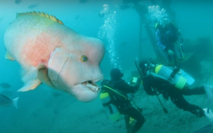 (Видео) 30 лет назад водолаз спас хищную рыбу. С тех пор у них нежная дружба с обязательным поцелуем при встрече!