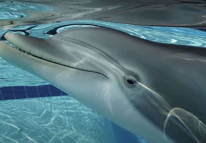 (Видео) В дельфинариях начнут выступать роботы? Всё идёт к этому!