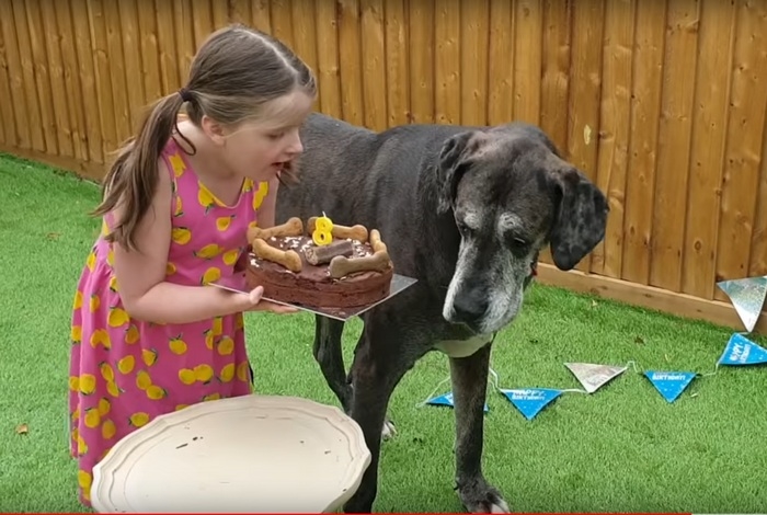 Самый большой пёс в мире может стать ещё и самым старым!