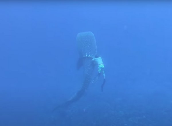 (Видео) Завораживающий ролик по спасению китовой акулы сняли дайверы. Огромная морская рыба была молчаливо благодарна