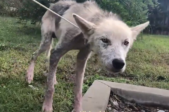 (Видео) Хозяин два года морил собаку голодом в отместку бывшей жене. Но «мешок с костями» спасли!