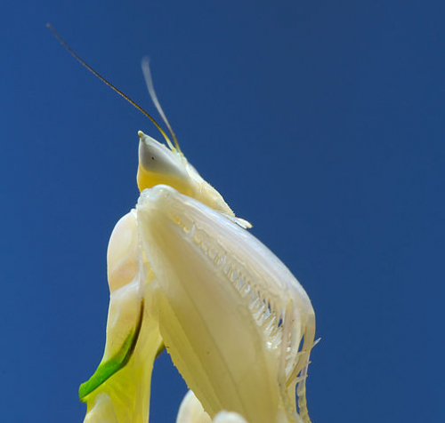 (Видео) Может ли орхидея съесть жука? Да, если эта орхидея — самый настоящий богомол!