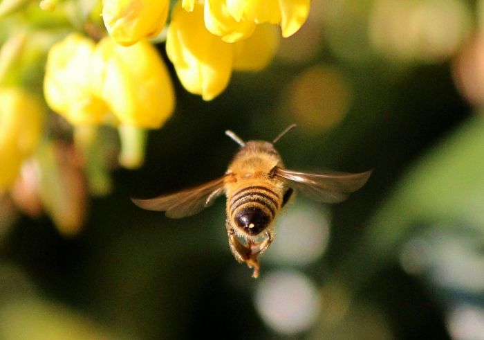 Пчёлы спасли жизнь благодетеля и наказали убийцу. Око за око, как говорится