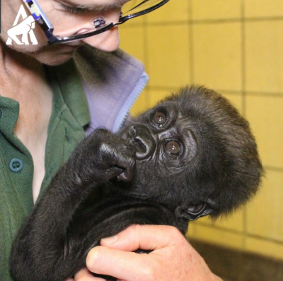 Брошенного матерью детёныша гориллы взялась опекать его прабабушка