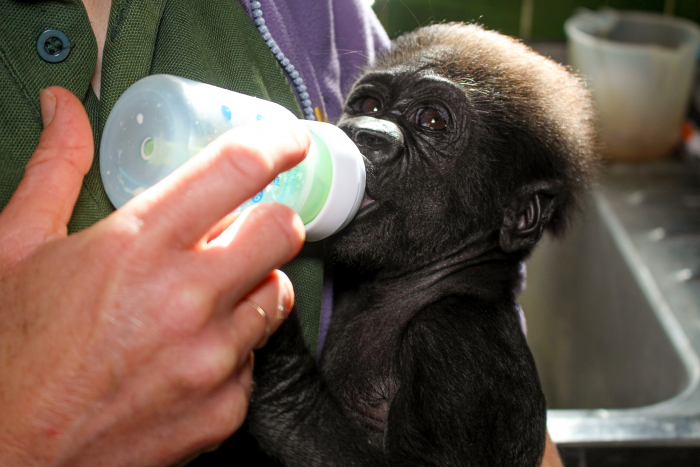 Брошенного матерью детёныша гориллы взялась опекать его прабабушка