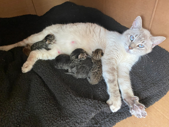 Сострадательная кошка принимает в свою семью чужих котят
