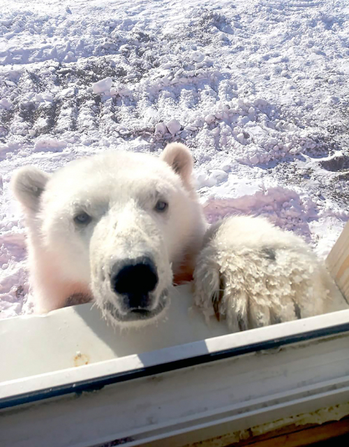 В Арктике горняки выкармливают осиротевшего белого медвежонка