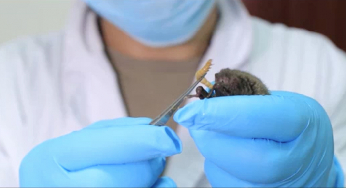 Кадры с летучими мышами в лаборатории Уханя привлекли внимание исследователей