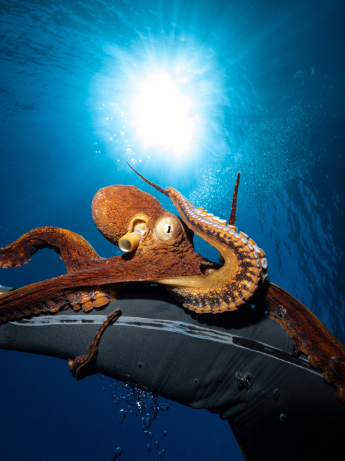 Бесцеремонный осьминог полез обнимать и целовать дайвера