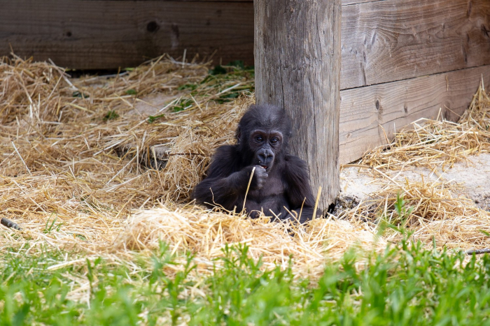 Маленького гориллу не приняла мать, но сиротой он не остался