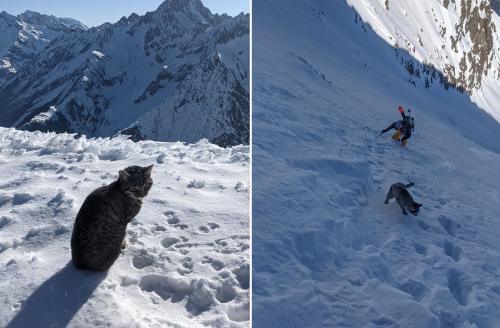 Кошка-альпинистка присоединилась к туристам и поднялась на вершину трёхтысячника