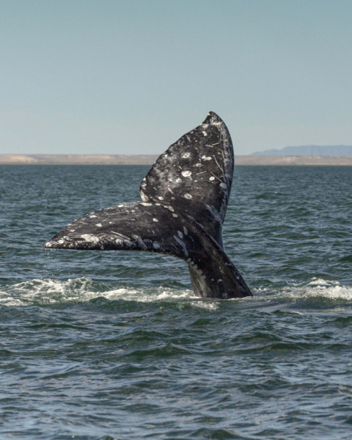 Туристы приготовились фотографировать кита, но он решил понаблюдать за ними сзади