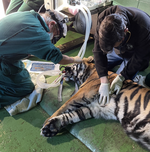 Хирург спас зрение пожилой тигрице