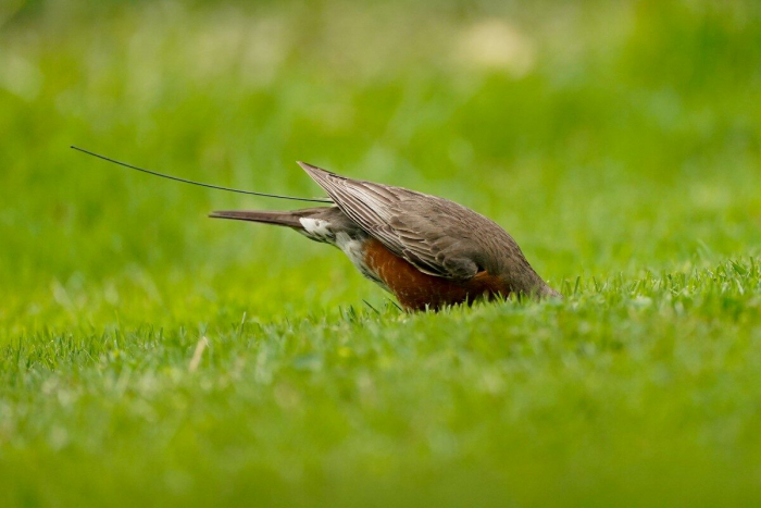 Новые технологии позволят учёным разгадать причины миграции птиц