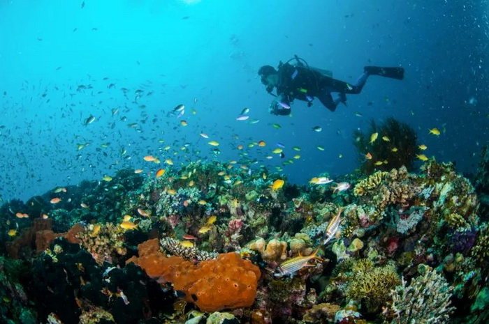 Дайвинг на подводных вулканах Индонезии