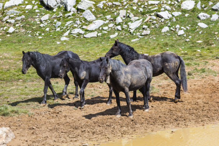 Шесть пород чёрных лошадей, таинственных и романтичных