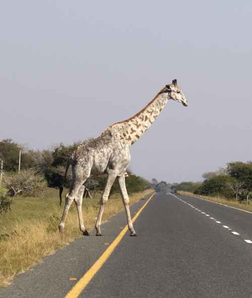 Редкие фото: один из последних в мире жирафов с лейкизмом