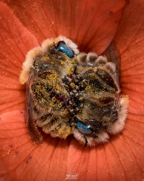 Фотограф Джо снял спящих голубоглазых пчёл