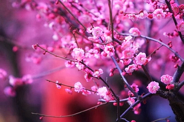 10 знаменитых китайских цветов