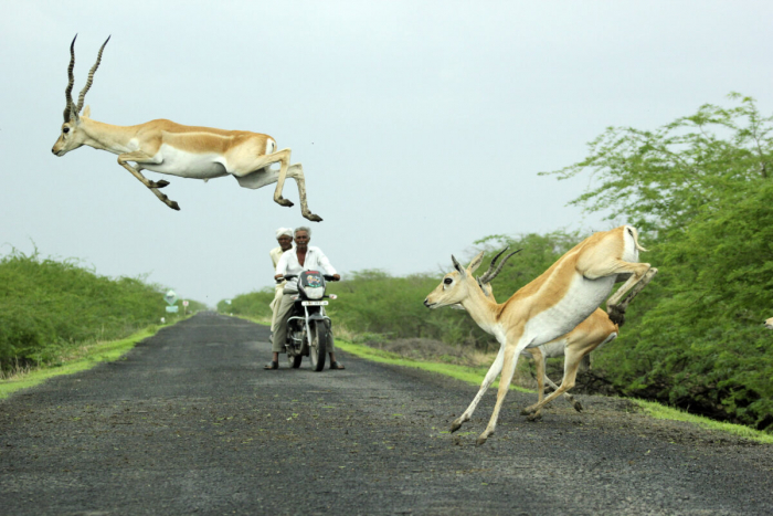 Фотограф запечатлел, как антилопы мчатся через дорогу