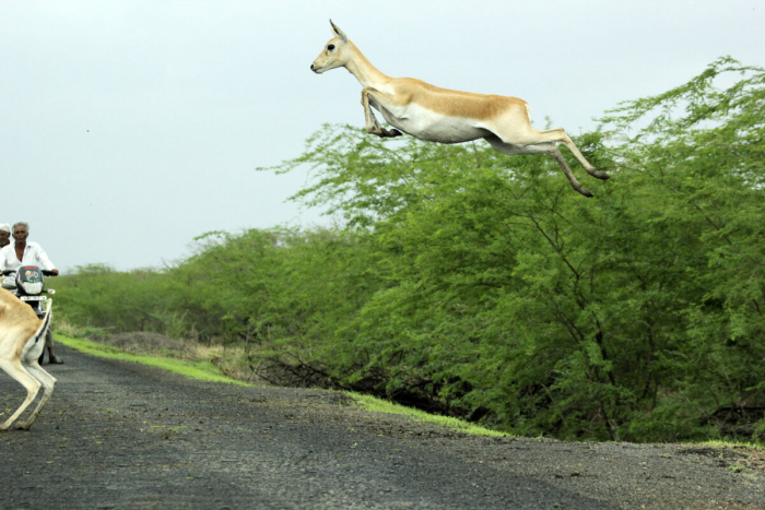 Фотограф запечатлел, как антилопы мчатся через дорогу