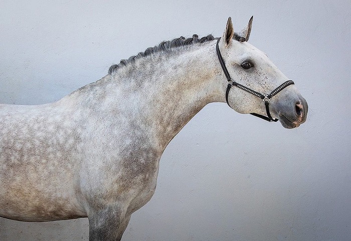 Царственная красота Лузитанской лошади