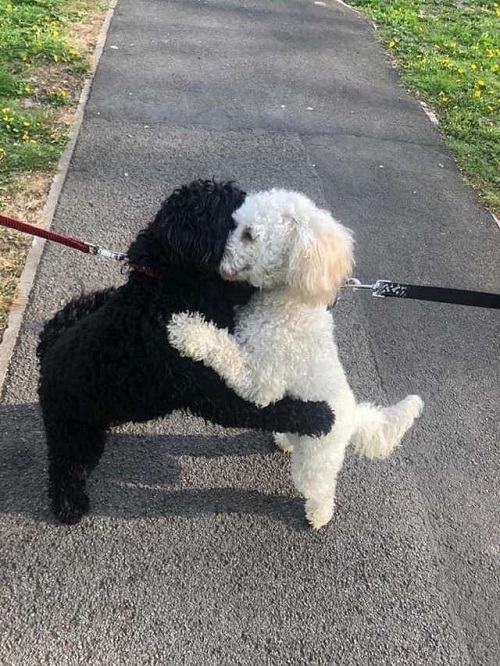 Собаки, брат и сестра, обнялись, встретившись на прогулке