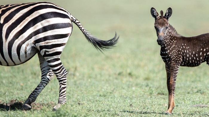 В Кении родился жеребёнок зебры тёмного окраса