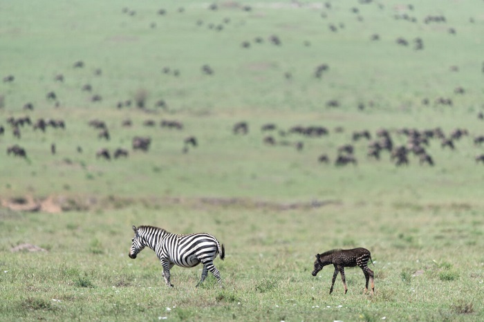 В Кении родился жеребёнок зебры тёмного окраса