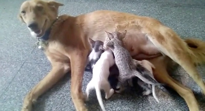 Собака заменила котятам пропавшую мать