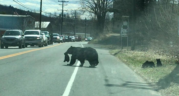 В США перекрыли трассу: многодетная медведица переходит дорогу. Не всё так просто…