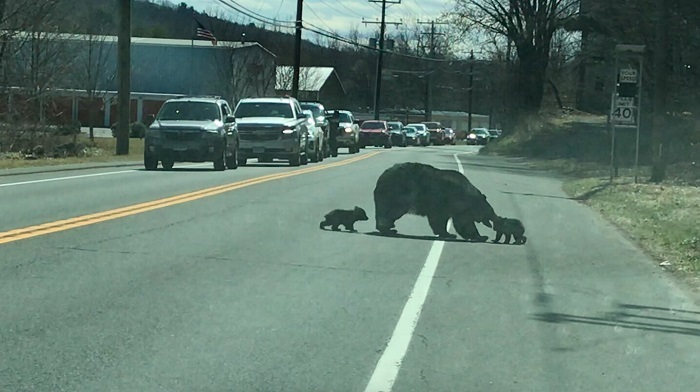 В США перекрыли трассу: многодетная медведица переходит дорогу. Не всё так просто…